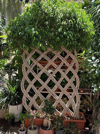 The Art of Bonsai photo 10