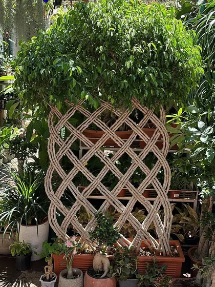 This Netted Ficus is a work of art. The trunk is carefully trained over many years to form this beautiful, intricate lattice pattern, making it a truly unique and captivating statement piece.