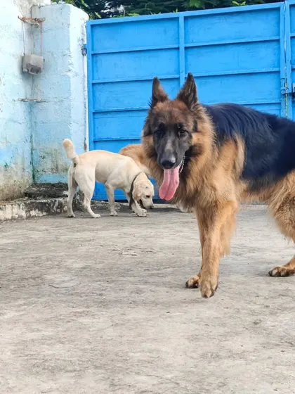 This handsome German Shepherd is king of the yard. It's amazing to see them all interact.