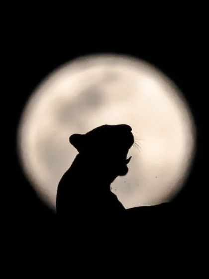 A leopard silhouetted against the full moon. This is not a composite image but the result of patience, planning, and a bit of luck on a night exploration.