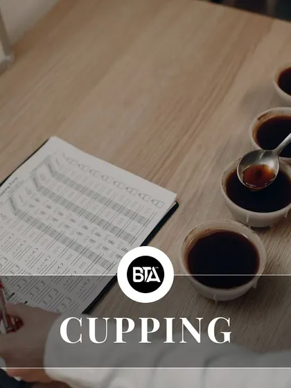 A close-up of a cupping session, where coffee is professionally tasted and evaluated for quality. This is the final step of quality control.