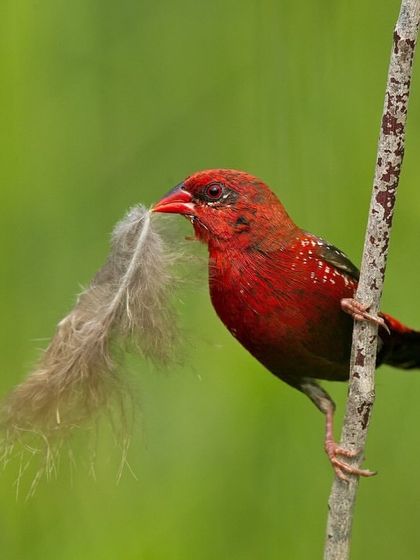 A male Red Avadavat, or Strawberry Finch, carrying a feather for its nest.