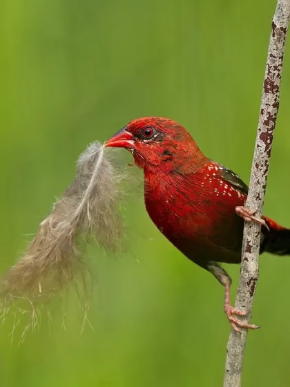 A male Red Avadavat with a soft feather, likely to line its nest, showcasing the delicate side of nest building.