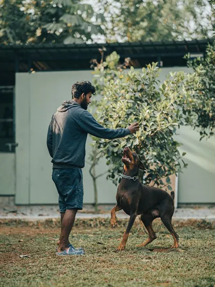 Big boy Axl, a Doberman, is focused and engaged during his training session. I use positive reinforcement to make learning fun and rewarding.