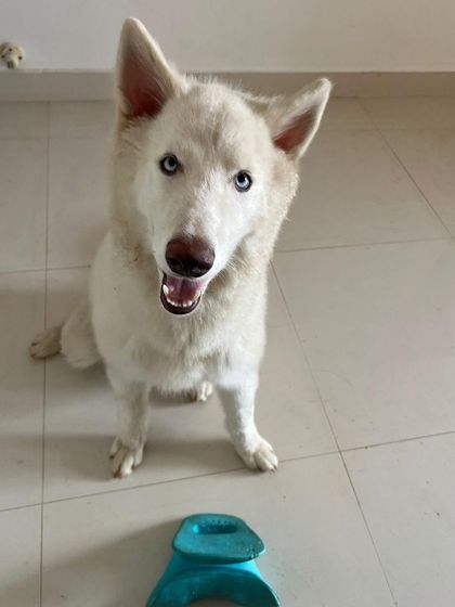 PL Paws - Animal Rescue & Rehabilitation Happy Tails: Our Adoption Stories photo 3