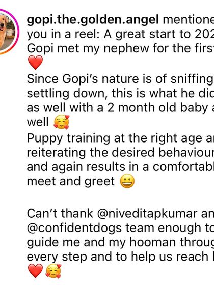 Confident Dogs - Puppy Foundation Program Client Transformations & Testimonials photo 9