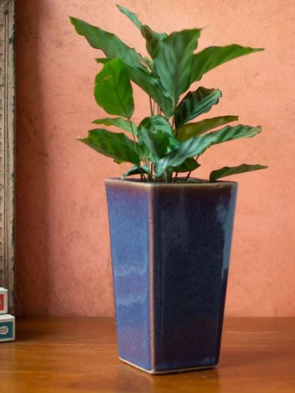 Thorny Affair - Pots & Planters Artisanal Ceramic Planters photo 26