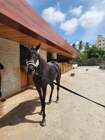 Our stunning black thoroughbred, a true beauty, posing outside our rustic wooden stables on a bright, sunny day.