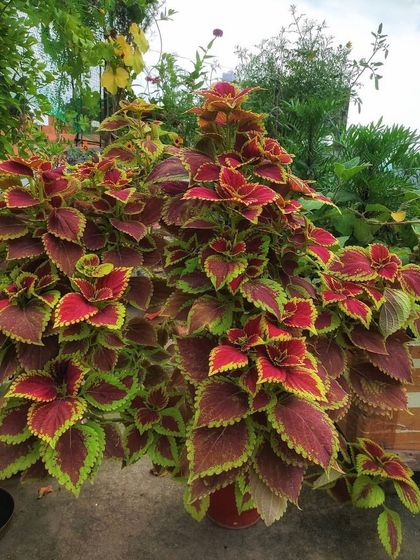 Palms, Leafy Greens & More photo 4