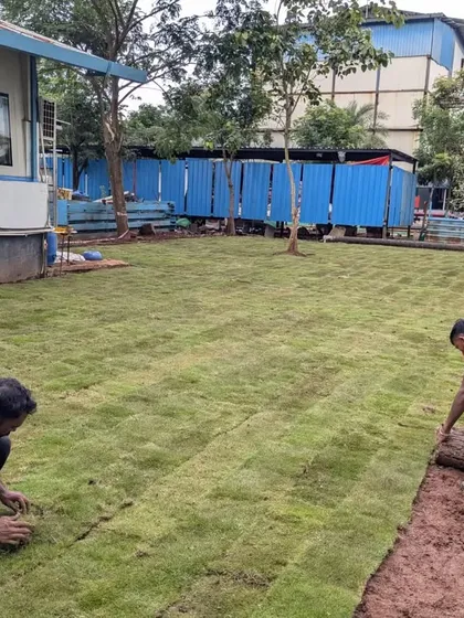 Our team installing a 4,000 sqft Korean lawn for Synergia Life Science. The weather cleared up, allowing us to lay the turf efficiently.