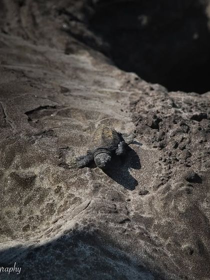 Creatures Great and Small photo 10