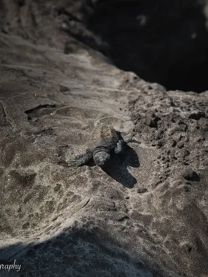 An Olive Ridley Sea Turtle hatchling making its perilous journey to the sea in Dive Agar. It's a powerful moment, representing both the fragility of life and the instinct for survival.