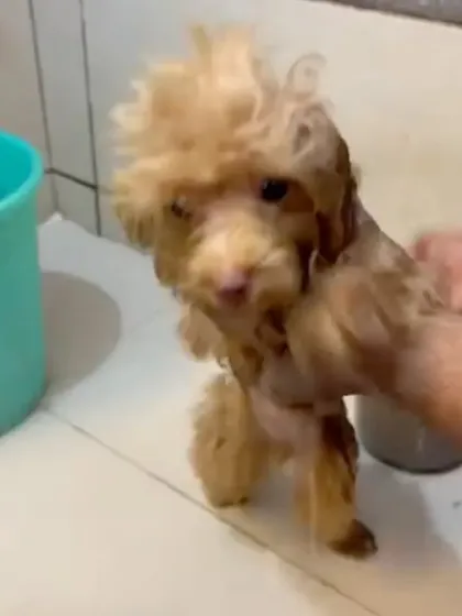 Meet Zucchini the poodle, getting her first-ever at-home grooming session. We take special care with puppies to make their first bath a positive and gentle experience, setting them up for a lifetime of stress-free grooming.