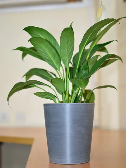 A single, healthy Peace Lily in a simple grey pot. Even on its own, this plant is a powerhouse, known for its ability to neutralize harmful indoor gases while being incredibly easy to care for.