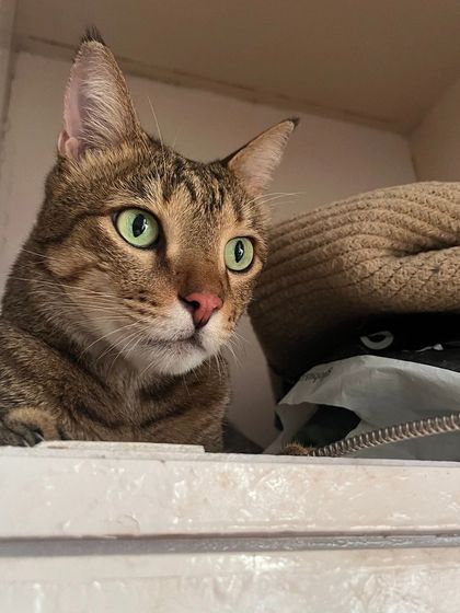 Who's in there? Puchka found a new hiding spot in the closet. I always make sure any off-limits areas are secured.
