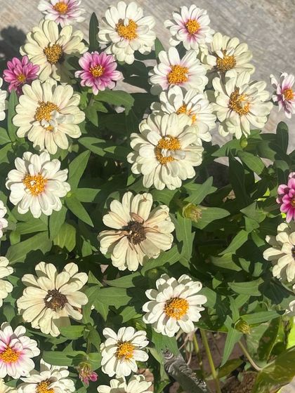 YogaByShi - Sustainable Home Gardening Gardening Inspiration from My Travels photo 14