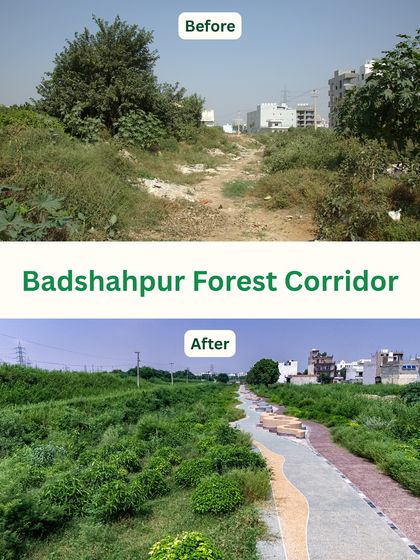 The Badshahpur Forest Corridor was once a neglected, overgrown dirt track. Today, it is a 5.6 km paved greenway used by thousands daily for walking and cycling, flanked by a dense, restored native forest.