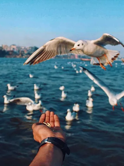 A moment of connection on the Ganga in Varanasi. Feeding the gulls from a boat is a daily ritual, and capturing this interaction, with the bird suspended in flight, felt like freezing a moment of pure freedom.