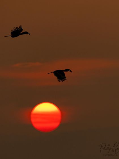 Two hornbills fly across a deep red setting sun, a dramatic and beautiful silhouette.