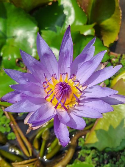 The beautiful purple water lily, a stunning aquatic plant that brings tranquility to any water feature or pond. Its vibrant color and delicate petals make it a captivating centerpiece.