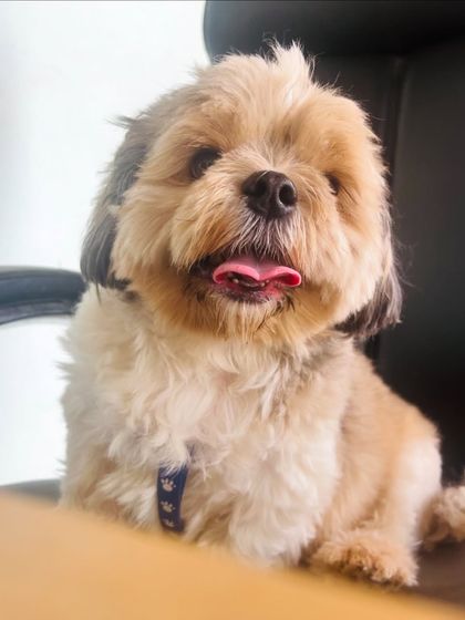 Star Pups - Pet Boarding & Daycare Additional Work & Moments photo 69