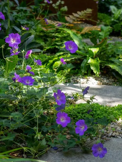 A close-up of Geranium 'Rozanne', a hardy perennial that provides a long season of beautiful purple flowers. We use reliable, high-performing plants to ensure your garden looks great with minimal fuss.