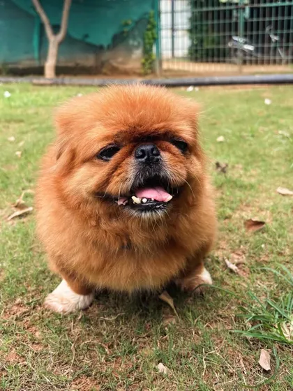 This fluffy Pekingese is all smiles.