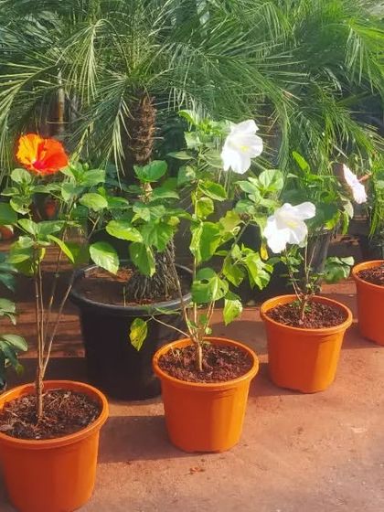 Flowering Beauties photo 8