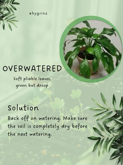 Hygrinz - Garden Maintenance Gardening Know-How: Tips & Techniques photo 27