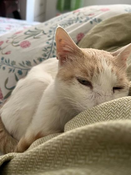 Kaju is all tuckered out after a long day of being cute and causing trouble.