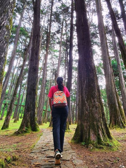 Wandering where the WiFi is weak and the trees are tall. A shot from the Cairn Hill Reserve Forest in Ooty.