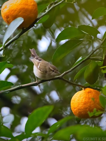 A Greenish Warbler in an orange tree, seemingly confused about which fruit to choose. A whimsical moment captured in the field.