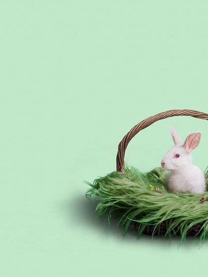 Pragalbh - Commercial Pet Photography The CARE Shelter Animal Series photo 11