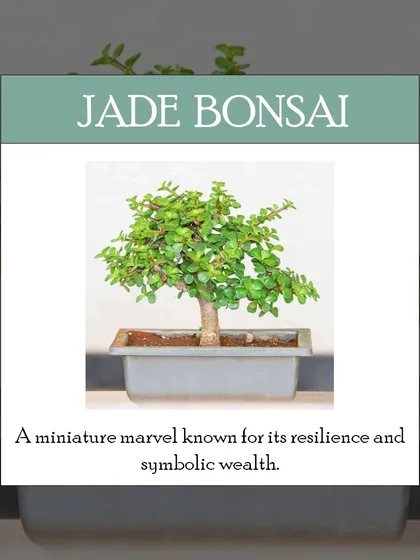 Known for its resilience and as a symbol of good fortune, the Jade Bonsai is a popular choice. Its thick, fleshy leaves give it a distinct look, and it's a wonderful, low-maintenance option that brings positive energy to any room.