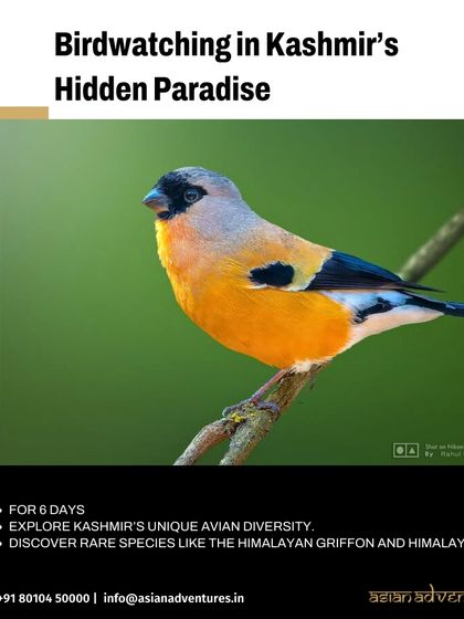 Himalayan Expeditions: Birds & Snow Leopards photo 23