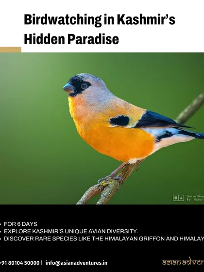 A poster for our birdwatching tour in Kashmir, featuring the colorful Orange Bullfinch. This tour explores the unique avian diversity of Dachigam National Park, a hidden paradise for birders.