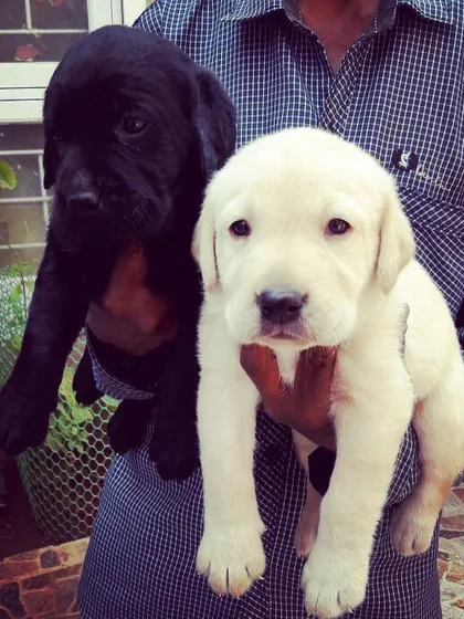 A pair of classic Labrador Retriever puppies, one black and one white, ready for their new homes. Known for their friendly nature, Labradors make excellent family companions, and we can help you find the perfect one.