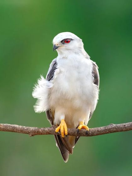 The striking red eyes of a Black-winged Kite, also known as the Black-shouldered Kite. This crisp portrait against a smooth green background makes the bird's features pop.