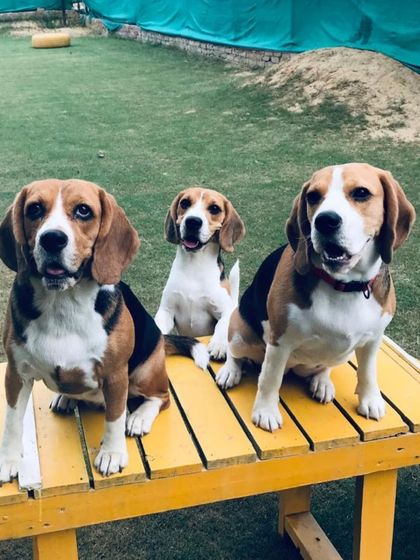 This trio of Beagles knows how to work the camera. They are sitting perfectly on our agility ramp.