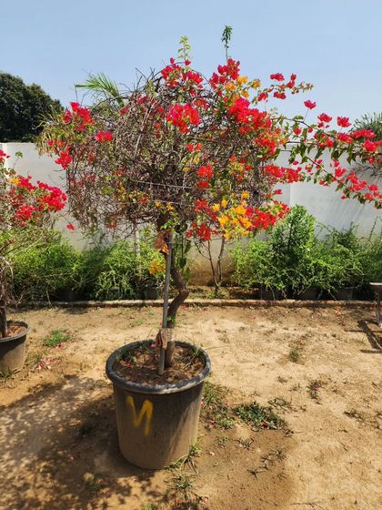 Delhi Gardner - Full-Service Landscaping Statement Trees & Sculpted Topiaries photo 21