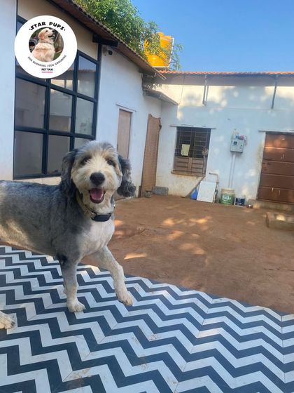 Star Pups - Pet Boarding & Daycare Our Happy Guests & Many Breeds photo 32