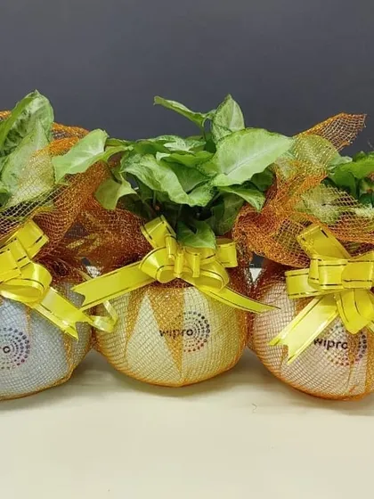 Add a festive touch to your corporate gifts. For this Wipro order, we wrapped Syngonium plants in bright orange netting with yellow ribbon, creating a cheerful and celebratory package perfect for occasions like Diwali or company milestones.