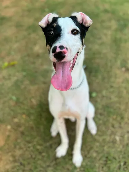 TinTin's happy tongue-out smile is contagious.