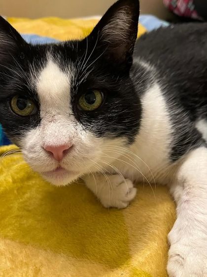 The wise and beautiful face of a senior cat. Kittu is one of my favorite regular guests.