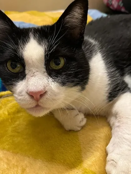 The wise and beautiful face of a senior cat. Kittu is one of my favorite regular guests.