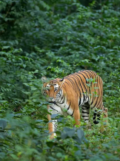 A tiger peers through the dense green undergrowth of the monsoon forest. This image showcases its incredible ability to blend into its environment, a true master of camouflage.