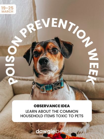 It's Animal Poison Prevention Week! A great time to educate yourself on common household items that are toxic to pets and ensure your home is a safe haven.