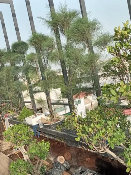 My team at work on a rooftop project in Noida, carefully placing and arranging pine-like trees in a large, built-in planter. This shows the hands-on process of creating a high-elevation garden.