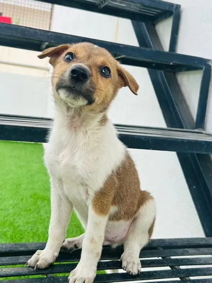 Look at this innocent face. This little Indie puppy is waiting for a forever home where he can get all the love and give back even more. He is healthy, playful, and ready to become a part of your family.