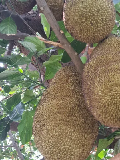 Bhardwaj - Urban Gardening Consultation Growing Fruits on Your Terrace photo 8